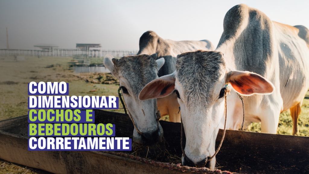Filas nos cochos e bebedouros comprometem a produtividade do seu rebanho. Saiba como dimensionar essas estruturas essenciais e transforme o manejo da sua propriedade com soluções duráveis e eficientes da Emplasul.