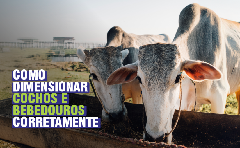 Filas nos cochos e bebedouros comprometem a produtividade do seu rebanho. Saiba como dimensionar essas estruturas essenciais e transforme o manejo da sua propriedade com soluções duráveis e eficientes da Emplasul.