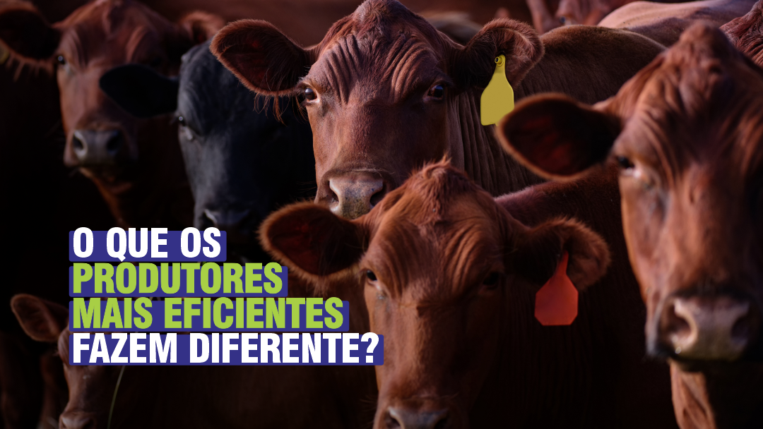 O QUE OS PRODUTORES MAIS EFICIENTES FAZEM DIFERENTE?